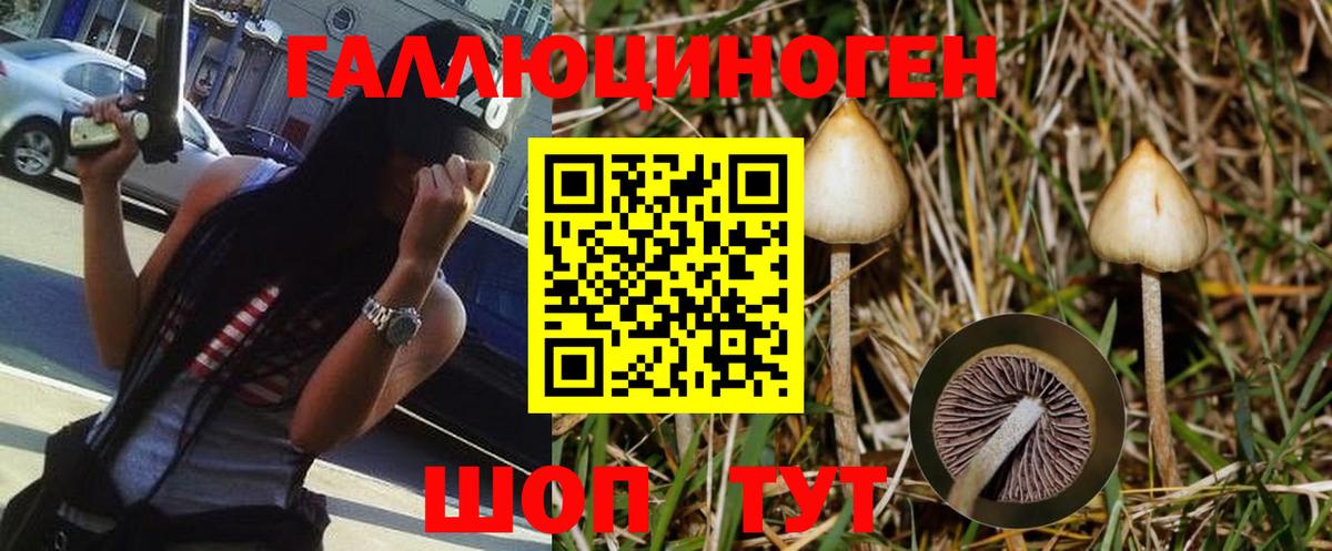 Заволжье  Псилоцибиновые грибы Psilocybine cubensis  Вход с VPN 